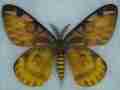 Hemileuca eglanterina male (aberration) (Internet Image property of respective owner, non-commercial use only)